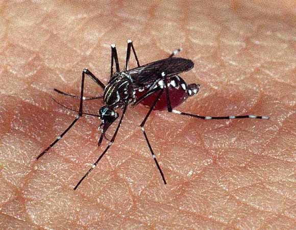 Água sanitária ajuda a combater o mosquito da dengue